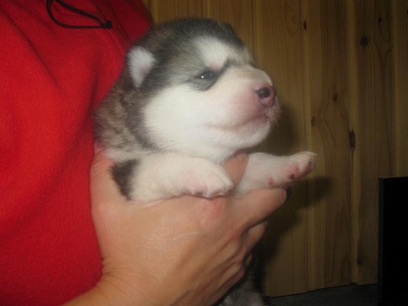 pentu09 018.jpg